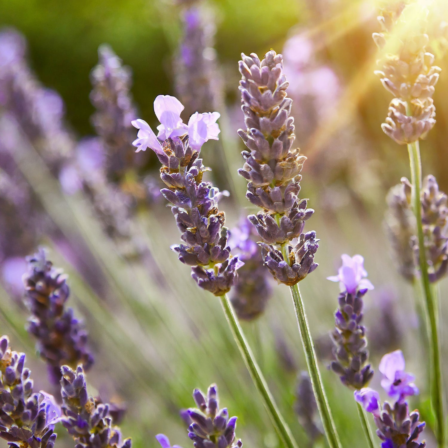 Eine Nahaufnahme einer Lavendel-Pflanze mit lila Blütenblüten, neben dem Chakra Flower Yogamattenreiniger und einer Yogamatte. Der Reiniger ist umgeben von Lavendelblüten, die für ihre beruhigenden Eigenschaften bekannt sind