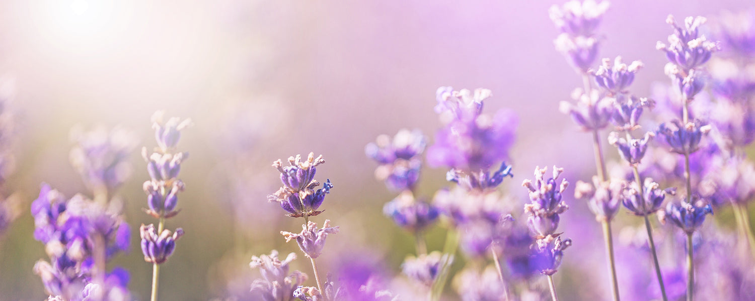 Lavendel Duft und Aroma für deine Yoga Matte