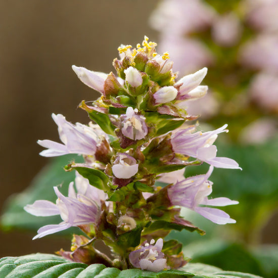 Chakra Flower Yogamattenreiniger neben einer Yogamatte, umgeben von einer Patchouli-Pflanze in voller Blüte. Der Reiniger symbolisiert natürliche Reinheit und Pflege für die Yoga-Praxis