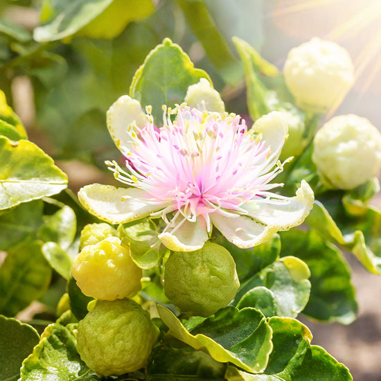 Nahaufnahme einer Bergamotte-Frucht mit ihrer gelben Farbe und glatten Textur, neben dem Chakra Flower Yogamattenreiniger und einer Yogamatte. Die Frucht steht für Frische und Vitalität, passend zur Reinigung und Belebung deiner Yogapraxis