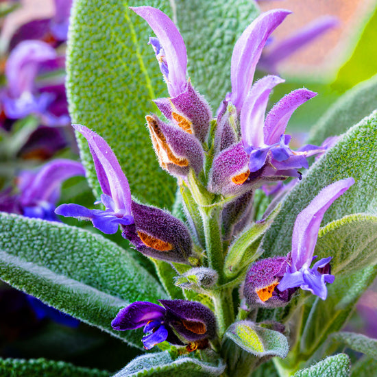 Eine Nahaufnahme einer Salbei-Blüte mit zarten, violetten Blütenblättern, neben dem Chakra Flower Yogamattenreiniger und einer Yogamatte. Der Reiniger ist umgeben von der Schönheit der Salbei-Blüten, die für ihre erfrischenden und reinigenden Eigenschaften bekannt sind.