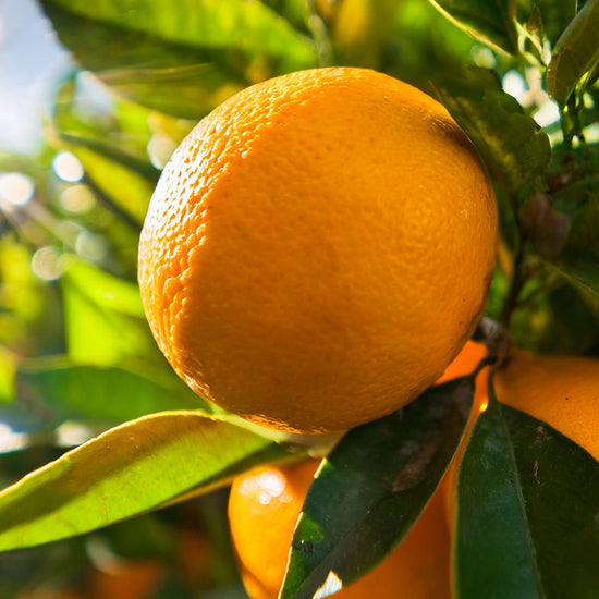 Eine Bio-Orangenfrucht in Nahaufnahme mit ihrer lebendigen, orangefarbenen Schale. Neben ihr befinden sich der Chakra Flower Bio-Orangen Yogamattenreiniger und eine Yogamatte, umgeben von einer natürlichen Umgebung. Die Frucht symbolisiert natürliche Frische und Reinheit, perfekt für die Erhaltung und Erfrischung deiner Yogamatte